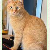 Photo de chat perdu à Cepet