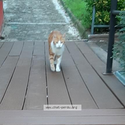 Photo 1/1 Chat retrouvé Perdu à Triel sur seine