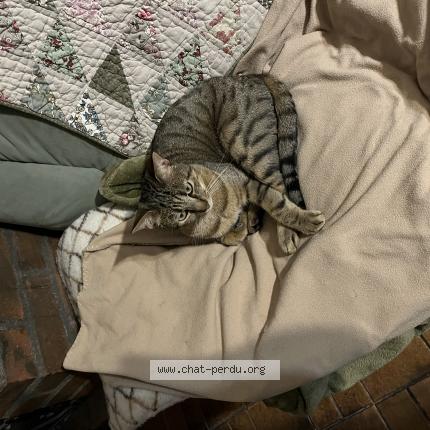 Photo 1/1 Disko Chat perdu à Ancerville ou rupt aux ninains