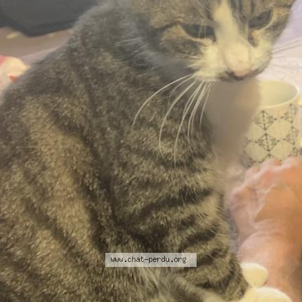 Photo 1/1 Ange Chat perdu à Gabarnac