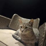 Photo de chat perdu à Pruniers En Sologne