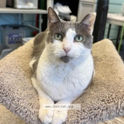 Photo 1/1 Graham Chat perdu à Jacksonville