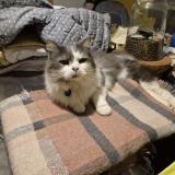 Photo de chat perdu à Marly