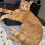 Photo de chat perdu à Longueuil