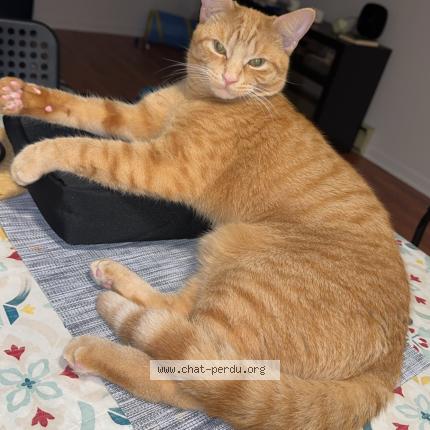 Photo 1/1 Rougi Chat perdu à Longueuil