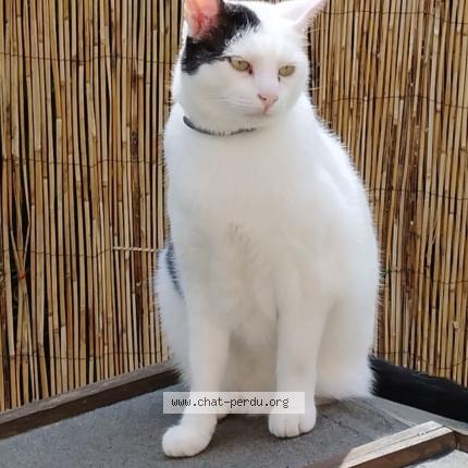 Photo 1/1 Adok Chat perdu à Mont saint aignan