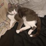 Photo de chat perdu à Calvisson