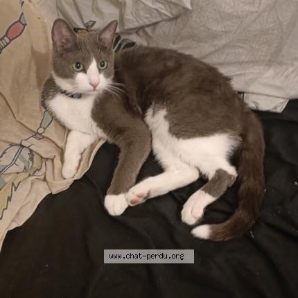 Photo 1/1 Yoda Chat perdu à Calvisson