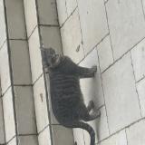 Photo de chat trouvé à Le Coudray