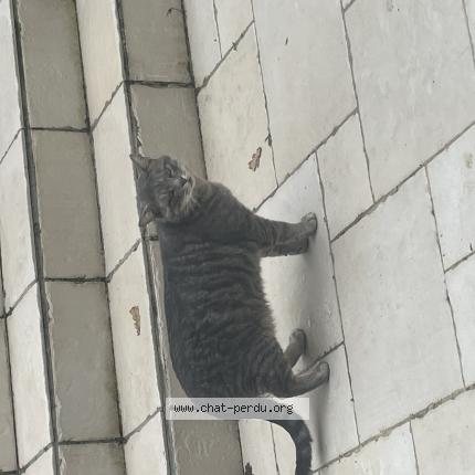 Photo 1/1 Chat trouvé Trouvé à Le coudray