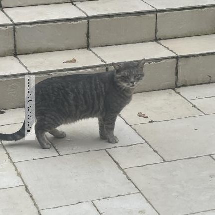 Photo 1/1 Chat trouvé Trouvé à Le Coudray