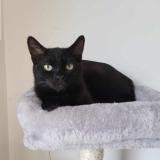 Photo de chat perdu à Ecury Sur Coole