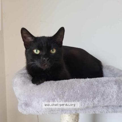 Photo 1/1 boule Chat perdu à Ecury sur coole