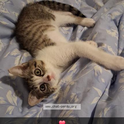 Photo 1/1 Jax Chat perdu à Roubaix