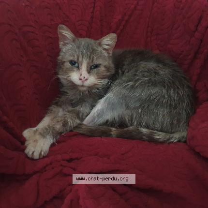 Photo 1/1 Chat trouvé Trouvé à Saint martial d albarede