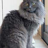 Photo de chat perdu à Vigoulet Auzil