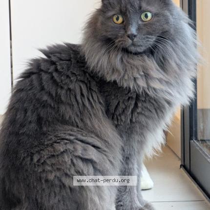 Photo 1/2 Momo Chat perdu à Vigoulet auzil