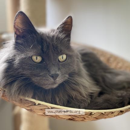 Photo 2/2 Momo Chat perdu à Vigoulet auzil