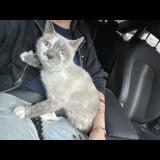 Photo de chat perdu à Philadelphia