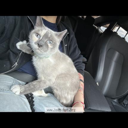 Photo 1/1 Snow Chat perdu à Philadelphia