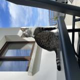 Photo de chat perdu à Saint Nizier Du Moucherotte