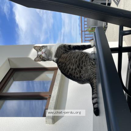 Photo 1/1 Mistigris Chat perdu à Saint nizier du moucherotte