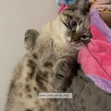 Photo 1/1 Vaiana Chat perdu à Bois d amont