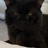 Photo de chat perdu à Montelimar