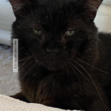 Photo 1/2 Racho Chat perdu à Montelimar