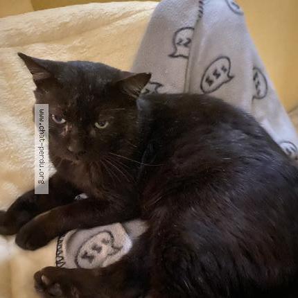 Photo 2/2 Racho Chat perdu à Montelimar