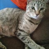 Photo de chat perdu à Baltimore