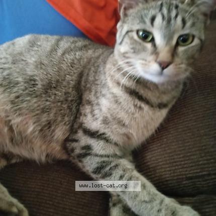 Photo 1/1 Mama's Chat perdu à Baltimore