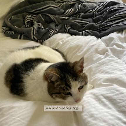 Photo 1/1 Chat retrouvé Perdu à Epernay