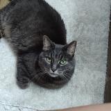 Photo de chat perdu à Cleveland