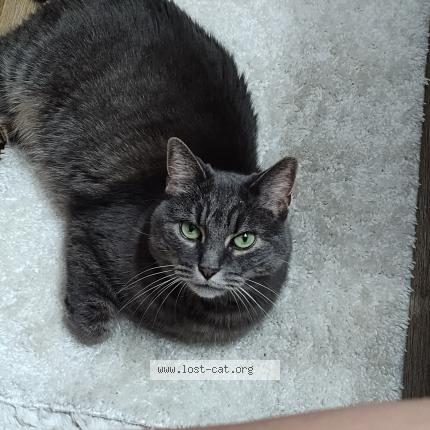 Photo 1/1 Lily Chat perdu à Cleveland