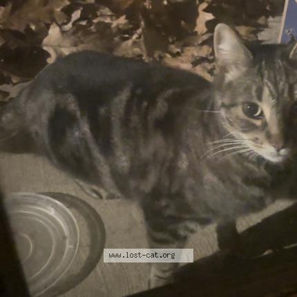 Photo 1/1 Chat trouvé Trouvé à State college