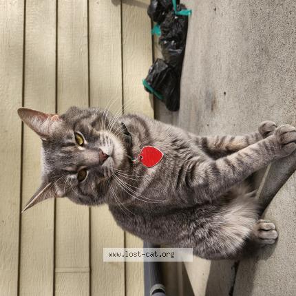 Photo 1/1 Timmy Chat perdu à Severence