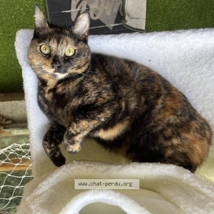 Photo 1/1 Yuma Chat perdu à Saint thibault des vignes