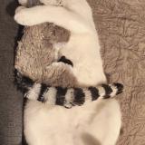 Photo de chat perdu à Attignat