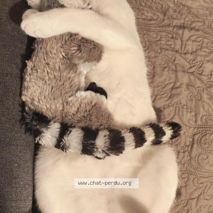 Photo 1/1 Thanos Chat perdu à Attignat