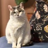 Photo de chat perdu à Plougastel Daoulas