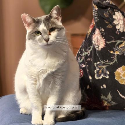 Photo de chat perdu à Plougastel Daoulas