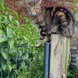 Photo de chat perdu à Plouha