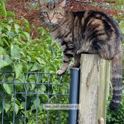 Photo 1/1 Petit Prince Chat perdu à Plouha