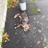 Photo de chat trouvé à Cholet