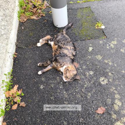 Photo 1/1 Chat trouvé Trouvé à Cholet