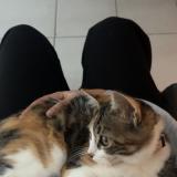 Photo de chat perdu à Montauban