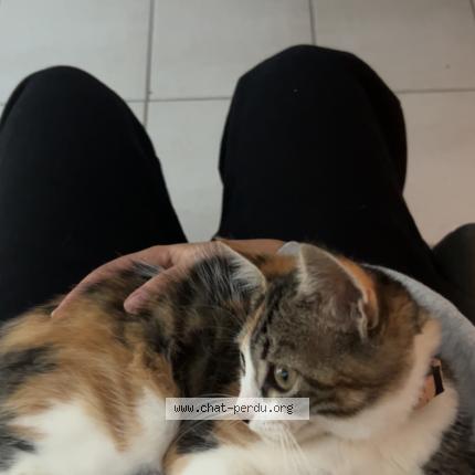 Photo 1/1 Mina Chat perdu à Montauban