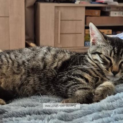 Photo de chat perdu à Volvic