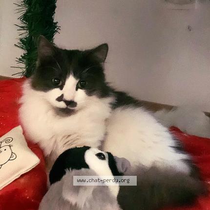 Photo 1/1 Chat retrouvé Perdu à Amiens